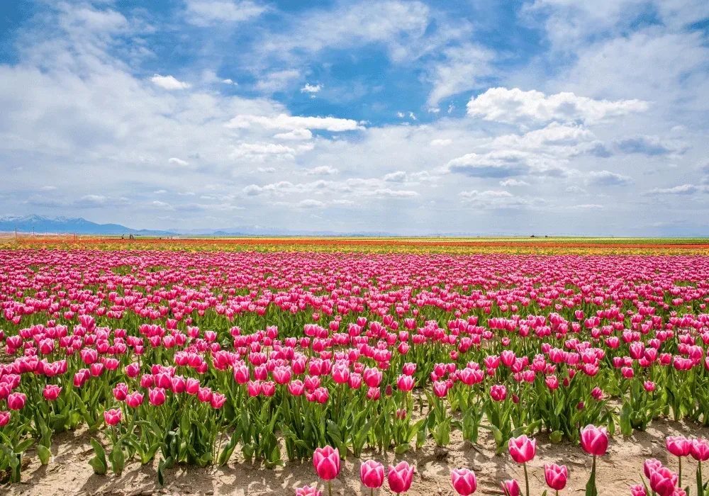 Rows of pink and red tulips under an open sky